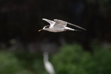 common tern or Sterna hirundo, a seabird at Sasoon in Mumbai Maharashtra, India