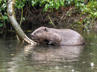 European or Eurasian beaver, Castor fiber