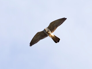 Kestrel, Falco tinnunculus