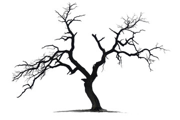 Fototapeta premium Barren tree silhouette with no leaves, isolated on transparent background. Perfect for nature, minimalistic, and abstract design projects.