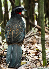Red Neck, Dusky Legged Guan in a Bamboo Forest, Rio de Janeiro, Brazil