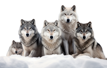 PNG Wolf portrait animal mammal.