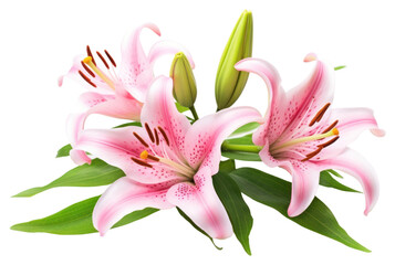 Obraz premium PNG Flower plant lily inflorescence.