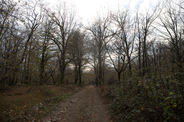 Obraz premium Landscape with beautiful fog in forest on hill or Trail through a mysterious winter forest with autumn leaves on the ground. Road through a winter forest. Magical atmosphere. Azerbaijan nature