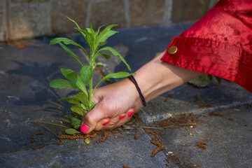 A woman's hand with a red manicure pulls weeds out of the yard concrete slabs