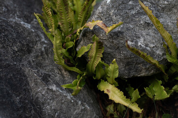 Grass in the stones