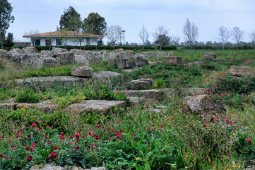 The Archaeological Park of Metaponto in Basilicata, an ancient colony of Magna Graecia then...