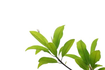 A tropical fruit tree with leaves and branches on white isolated background for green foliage backdrop 