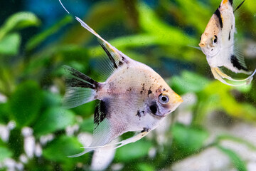 Closeup of a angelfish swimming in an aquarium.