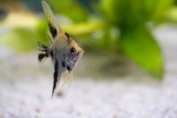 Closeup of rockfish, fish in tropical freshwater aquarium with space to copy.