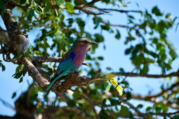 Lilac breasted roller, side view, sitting on a branch with green leaves and blue sky