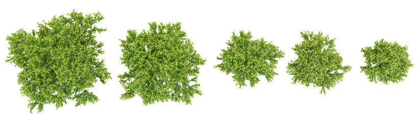 Collection of Lentisk plants with transparent background from top view