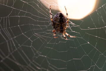 Spider in web at sunset. Macro photography with small depth of field.