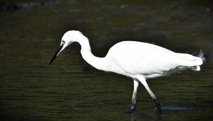Little Egret, a species of small heron, family name Ardeidae, White bird with slender black beak, legs long in black, 