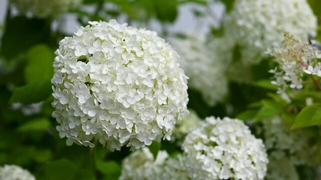 Beautiful summer flowering white smooth hydrangea flowers swaying in the wind in the summer cottage garden. Gardening or floristic concept (Hydrangea arborescens)