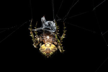 Orbweaver spider wrapping ant, Eustala perfida