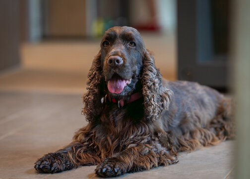 Brown English Cocker Spaniel dog lying on the floor. Liver English Cocker Spaniel is resting on the floor. 