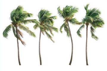 Lush palm trees swaying gently in the breeze, perfect for tropical-themed designs and summer backgrounds.