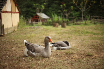 Le château de Guédelon