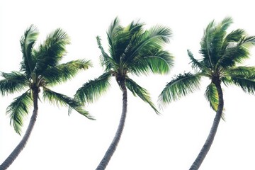 Obraz premium Three vibrant palm trees swaying in the gentle breeze, set against a bright and clean background, perfect for summer-themed designs.