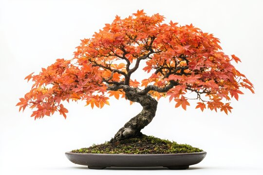 Vibrant bonsai tree with stunning orange leaves, symbolizing autumn beauty and tranquility in nature.