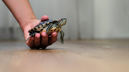 A close-up shot of a small turtle resting in someone's hand on a wooden surface. This image highlights the gentle bond between humans and animals, emphasizing care and connection with nature.