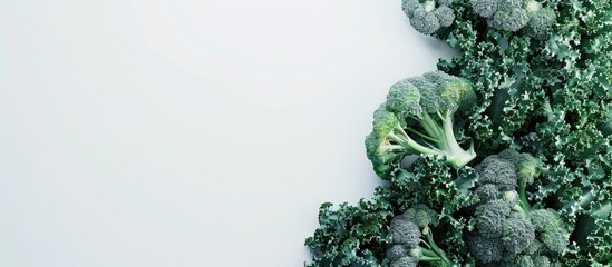 Fresh broccoli set against a white background. Copy space image. Place for adding text and design
