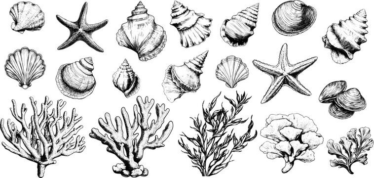 
Vector vintage illustration of sea shells and marine life. Hand-drawn sketch of clam, scallop, and conch in black and white.