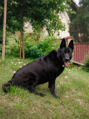 close-up of happy picture black shepherd dog looking at camera, sitting in garden on grass in garden. service dog, a companion. House security