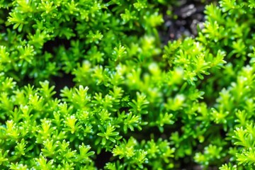 Obraz premium A repeating texture of gras