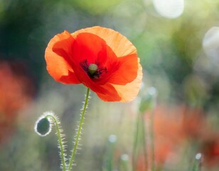 Isolated poppy flower with depth of field highlighting vibrant red petals for Veterans Day