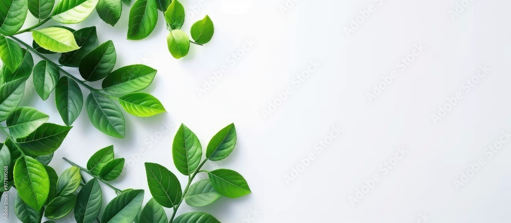 Poster summer theme vibrant greenery branch with green leaves on white top view space for text. copy space 