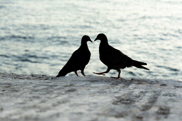 Two black pigeons on top of a concrete wall against the sea in the background.