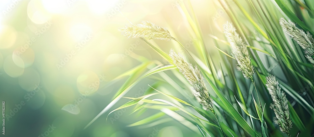 Poster grass flower with space for text focus is selective. copy space image. place for adding text and des