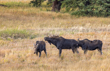 Bull and Cow Moose Rutting in Autumn in Wyoming
