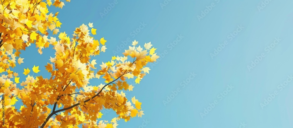 Poster maple tree with yellow leaves set against a clear blue sky. copy space image. place for adding text 
