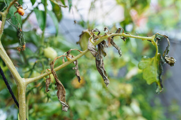 Cherry tomatoes growing in garden after first ground frost