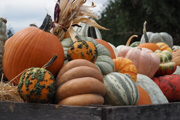 Pumpkins and gourds fro the fall harvest.
