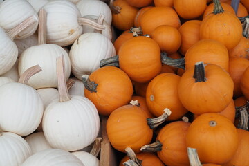 Pumpkins and gourds fro the fall harvest.
