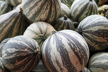 Pumpkins and gourds fro the fall harvest.