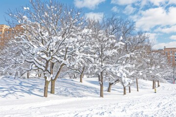 Obraz premium An image of a serene winter wonderland, with snow-covered trees, icicles, and a sense of frosty tranquilit