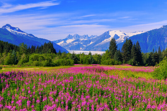 Juneau, Alaska. Mendenhall Glacier Viewpoint.