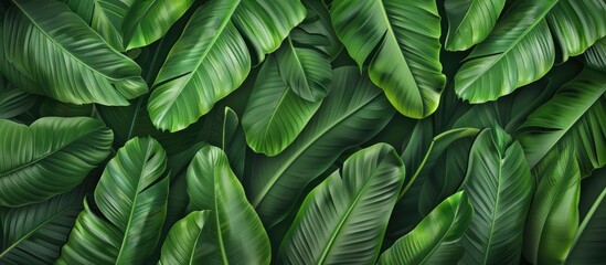 The banana leaf pattern features a green color suitable for a background. Copy space image. Place for adding text and design