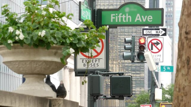 Fifth avenue, 5 ave road sign, Manhattan midtown architecture, New York City 5th av, 42 street corner near Bryant Park and Library. Traffic crossroad signage, USA. Flowers, pigeon birds, traffic light