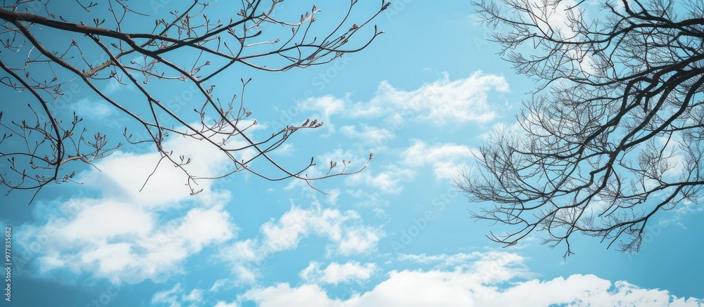 Aufkleber frame created by leafless tree branches against a blue cloudy sky background image featuring copyspa