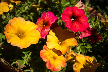 red and yellow flowers