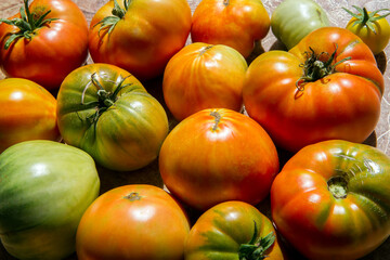 Lots of different tomatoes in sunlight.