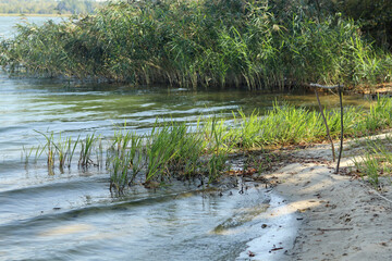 A small sandy beach with young green reeds on the lake.
