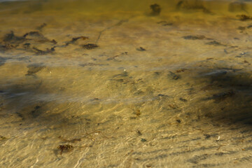 The structure of the sandy bottom of the lake is clearly visible through the clear water.