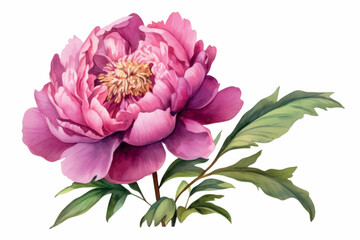 Vibrant pink peony watercolor illustration